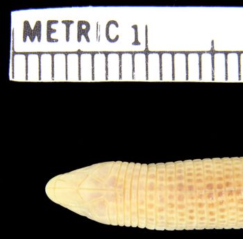 Media type: image; Herpetology R-92039